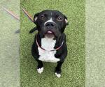 Small #1 American Pit Bull Terrier