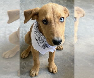 Labrador Retriever-Unknown Mix Dogs for adoption in Dana Point, CA, USA