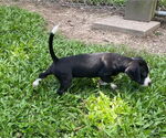 Small #1 Beagle Mix
