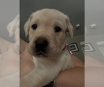 Puppy Red Aspen Labrador Retriever