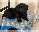 Puppy 4 Havanese-Poodle (Toy) Mix