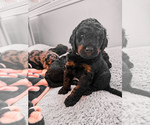 Puppy 6 Golden Mountain Doodle 