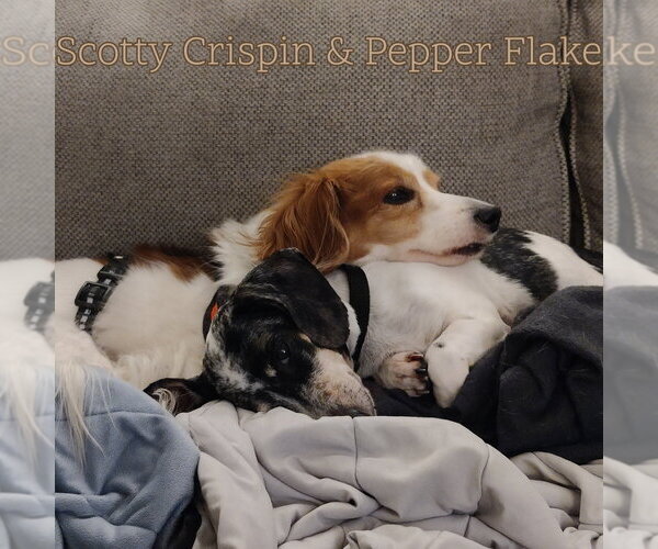 Medium Photo #4 Dachshund Puppy For Sale in San Antonio, TX, USA