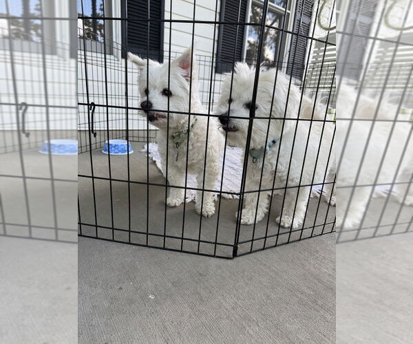 Medium Photo #2 Bichon Frise-Unknown Mix Puppy For Sale in Springdale, PA, USA