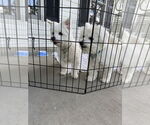 Small #1 Bichon Frise Mix