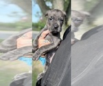 Puppy Raven Cane Corso