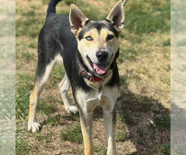 Medium Photo #2 Mutt Puppy For Sale in Martinsburg, WV, USA