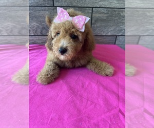 Goldendoodle (Miniature) Puppy for Sale in RICHMOND, Illinois USA