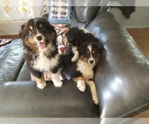 Father of the Miniature Australian Shepherd puppies born on 07/14/2025
