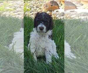 Poodle (Standard) Puppy for sale in MCCORDSVILLE, IN, USA