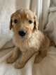 Small Photo #1 Goldendoodle Puppy For Sale in MIDLOTHIAN, TX, USA