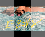 Small #10 Pug