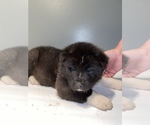 Small Photo #1 Akita Puppy For Sale in CHESAPEAKE, OH, USA
