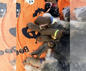 Aussiedoodle Litter for sale in SMICKSBURG, PA, USA