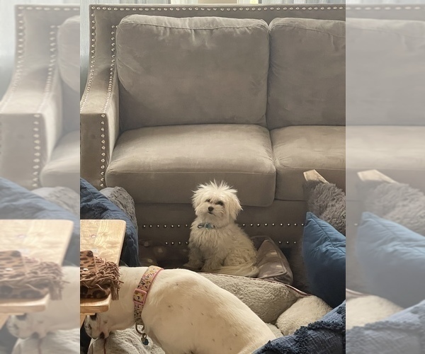 Medium Photo #1 Maltese Puppy For Sale in SAN ANTONIO, TX, USA