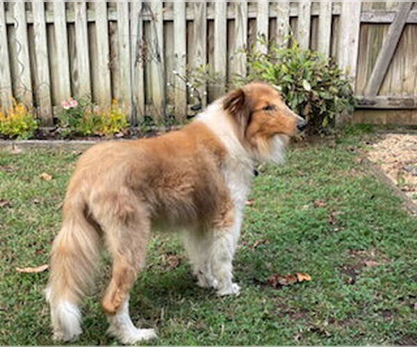 Medium Photo #4 Collie Puppy For Sale in Chantilly, VA, USA