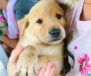 Labrador Retriever Puppy for sale in MORA, MN, USA