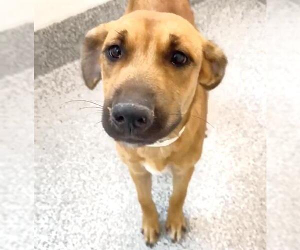 Medium Photo #1 Black Mouth Cur-Labrador Retriever Mix Puppy For Sale in Houston, TX, USA