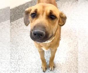 Black Mouth Cur-Labrador Retriever Mix Dogs for adoption in Houston, TX, USA
