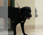 Small #3 Labrador Retriever Mix