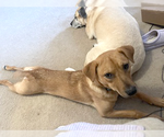 Small Photo #10 Labrador Retriever-Unknown Mix Puppy For Sale in Doylestown, PA, USA
