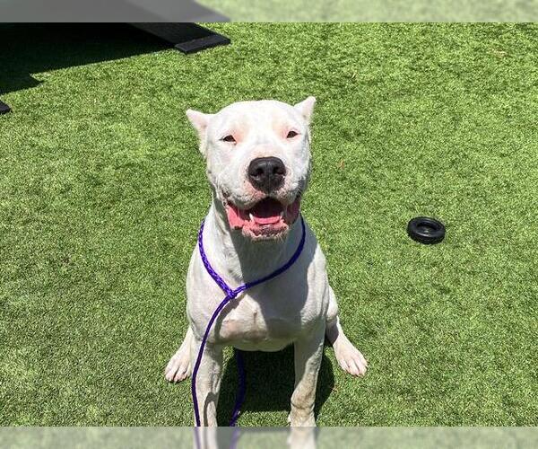 Medium Photo #1 Argentinian Mastiff Puppy For Sale in Orange, CA, USA