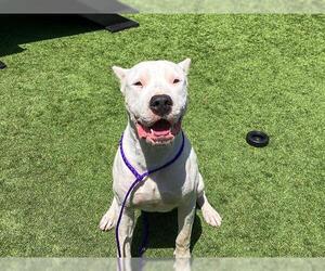 Argentinian Mastiff Dogs for adoption in Orange, CA, USA