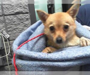 Chihuahua Dogs for adoption in Tulsa, OK, USA