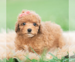 Puppy Mimi AKC Poodle (Toy)
