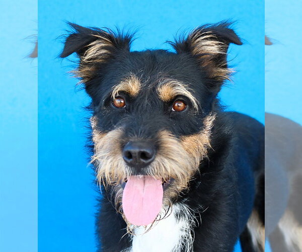 Medium Photo #1 Mutt Puppy For Sale in Pasadena, CA, USA