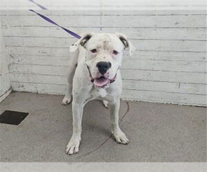 Medium American Bulldog Mix