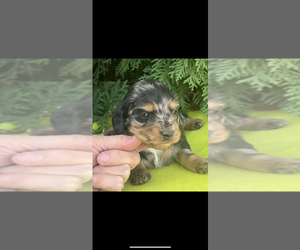 Dachshund Puppy for sale in NILES, MI, USA