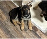 Small #10 German Shepherd Dog