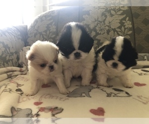 Japanese Chin Puppy for sale in SEABECK, WA, USA