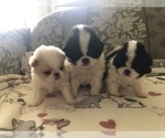 Small Photo #1 Japanese Chin Puppy For Sale in SEABECK, WA, USA