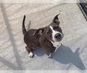 American Pit Bull Terrier-Unknown Mix Dogs for adoption in Tulsa, OK, USA