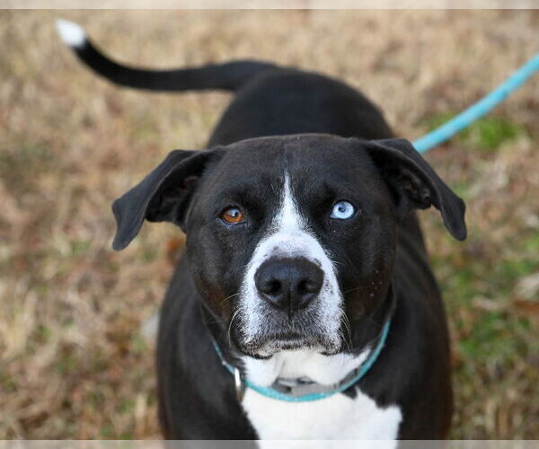 Medium Photo #3 Mutt Puppy For Sale in Glen Allen, VA, USA