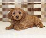Small #2 Cavapoo (Miniature)