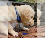 Small Photo #29 Golden Retriever Puppy For Sale in CHINO HILLS, CA, USA