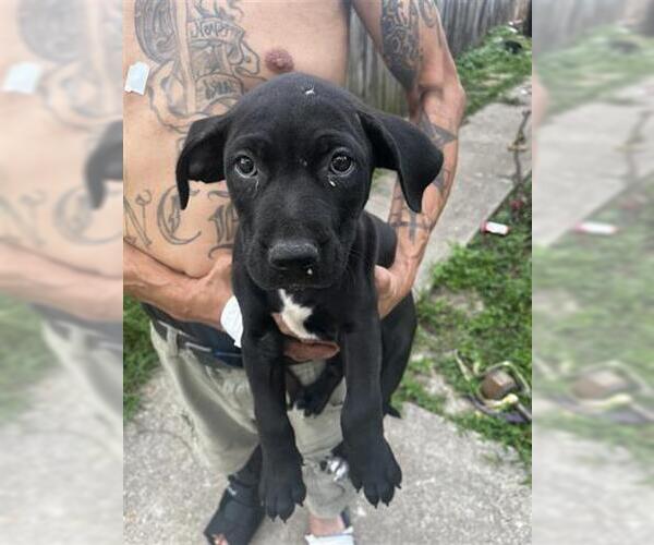 Medium Photo #1 American Pit Bull Terrier Puppy For Sale in Houston, TX, USA