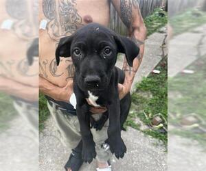 American Pit Bull Terrier Dogs for adoption in Houston, TX, USA