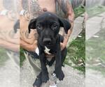Small American Pit Bull Terrier