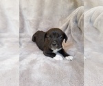 Puppy Puppy 7 Cane Corso
