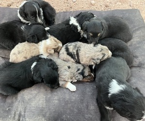 Australian Shepherd Litter for sale in CHIMAYO, NM, USA