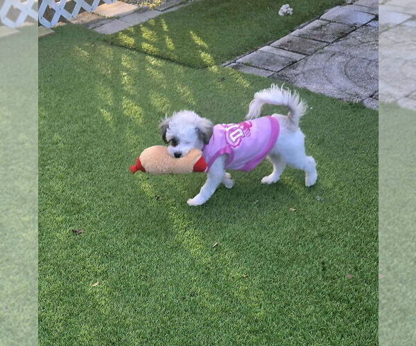 Medium Photo #9 Maltipoo Puppy For Sale in Plantation, FL, USA