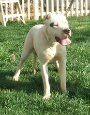 Mother of the Dogo Argentino puppies born on 04/19/2017
