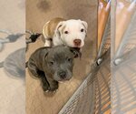 Small Photo #6 American Pit Bull Terrier-Unknown Mix Puppy For Sale in Spotsylvania, VA, USA