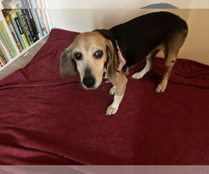 Beagle Dog for Adoption in Tampa, Florida USA