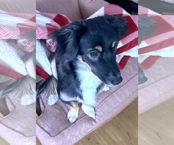 Medium Photo #5 Border-Aussie Puppy For Sale in Mount Airy, NC, USA