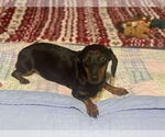 Small #4 Dachshund